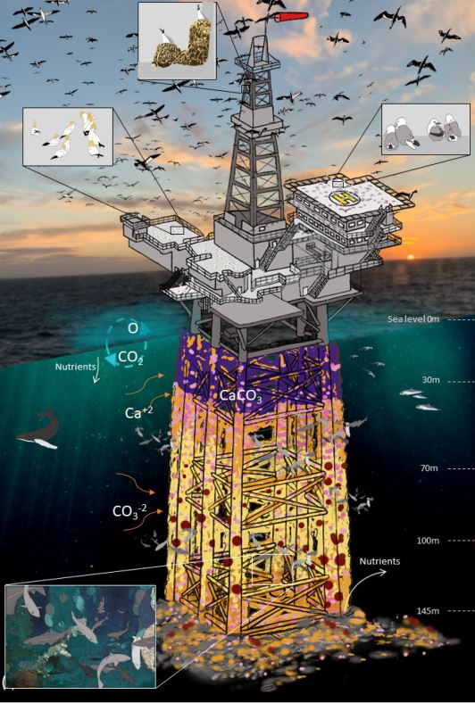 A first estimate of blue carbon associated with oil & gas industry marine infrastructure