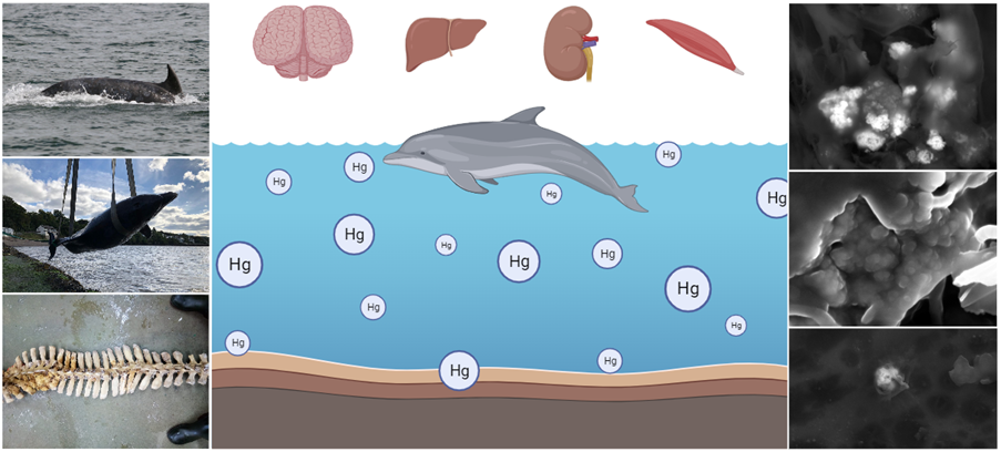 Study looks at how marine mammals are coping in contaminated environments