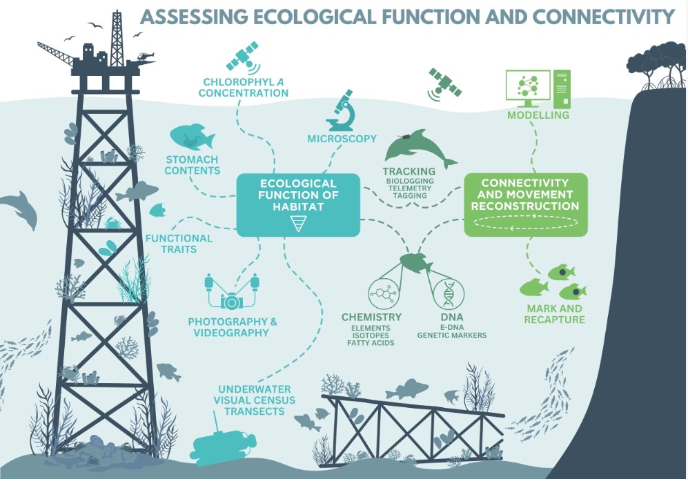 Framework strengthens understanding of offshore infrastructure’s role in marine ecosystems